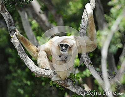 Royalty Free Stock Photos: Monkey, white handed or Lar Gibbon , thailand