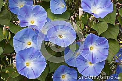 Morning Glory Blooms