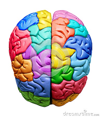 áreas del cerebro