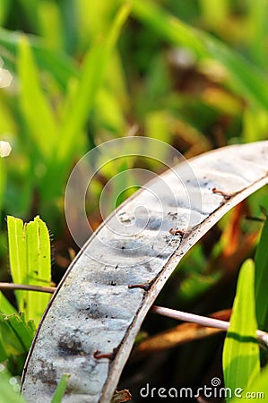 stock images nature. Stock image info: