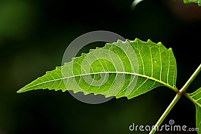 Neem Leaf-Azadirachta Indica Royalty Free Stock Image - Image: 21285936