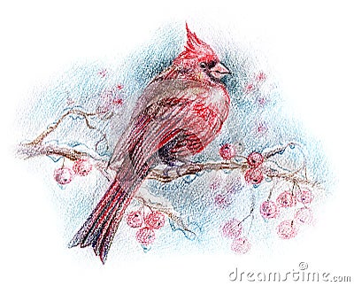 Cardinal Bird Drawings on Northern Cardinal Bird Drawing Stock Photography   Image  17734882