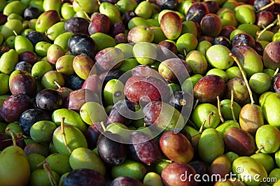 Olives Ready For The Crusher. Stock Photogra
