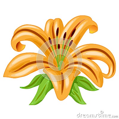 Picture Lily Flower on Orange Lily Flower Vector Royalty Free Stock Photography   Image