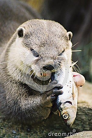 otter-eating-a-fish-thumb1799573.jpg
