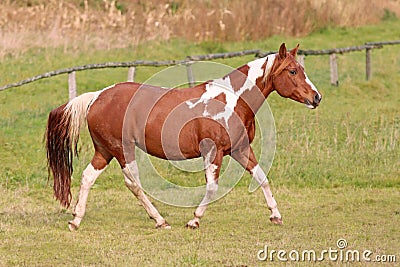 Animal,horse,mare,funny horse,horse riding,mammalia,chordata,animammalia,horse dance,theria,equus,world class animal,pet animal,,white horse