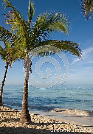 PALM TREE ON THE BEACH Palm tree on 