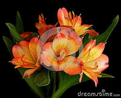 Bloom Flowers on Stock Photos  Parrot Lily Flower In Bloom  Image  15285783
