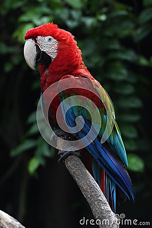 Colour Picture Singapore Bird on Stock Photos  Parrot  Image  7009293