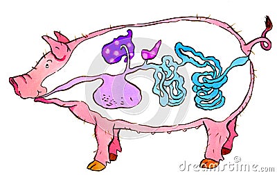 Pig Monogastric Digestive System