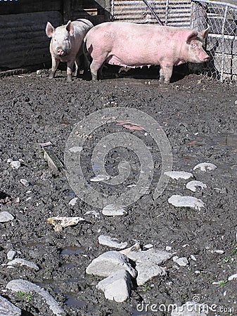 Pics Of Pigs In Mud. PIGS IN MUD (click image to