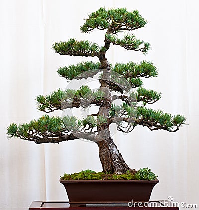 Bonsai Trees on Pine Tree As Bonsai Royalty Free Stock Image   Image  16116016