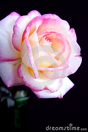 Pink And White Rose Iolated On Black Bk Stoc