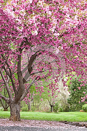 flowering cherry tree pictures. PINK FLOWERING CHERRY TREES