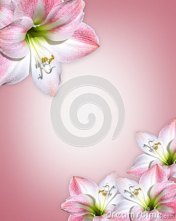 pink flowers borders. PINK FLOWERS BORDER AMARYLLIS