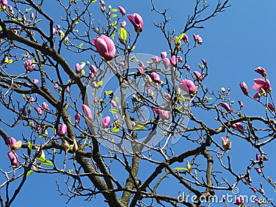 ann magnolia tree pictures. magnolia tree facts. pink