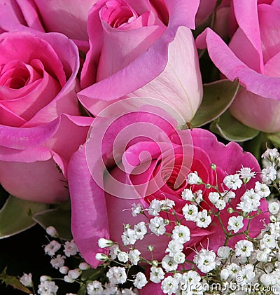 Baby Pink Roses on Pink Roses  Click Image To Zoom