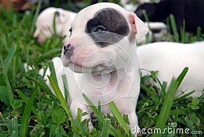 Free Pitbull Puppies on Stock Photography  Pit Bull Puppies  Image  10431522