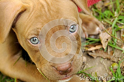 Free Pitbull Puppies on Royalty Free Stock Photo  Pit Bull Puppy  Image  8384435