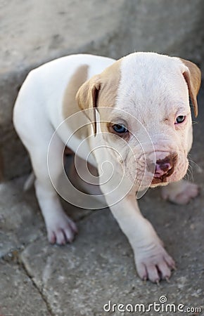 Free Pitbull Puppies on Royalty Free Stock Image  Pitbull Puppy  Image  1746716