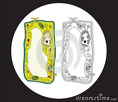 plant cell and animal cell pictures. plant cell and animal cell
