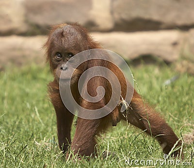 Baby Orangutan Pictures on Royalty Free Stock Photos  Playfull Baby Orangutan  Image  2420258