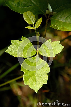 poison oak pictures. Royalty Free Stock Images: Poison Oak