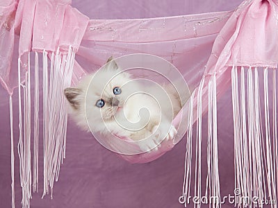 Pink Kitten Hammock 75