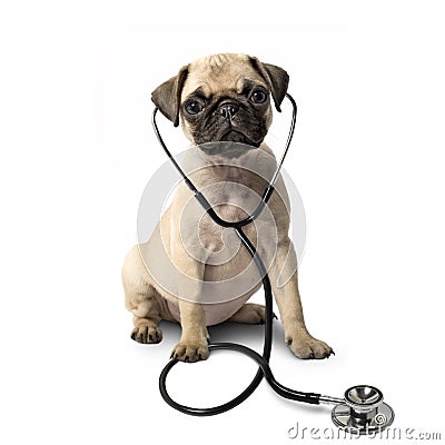 Stethoscope on Home   Royalty Free Stock Photos  Pug Dog And A Stethoscope