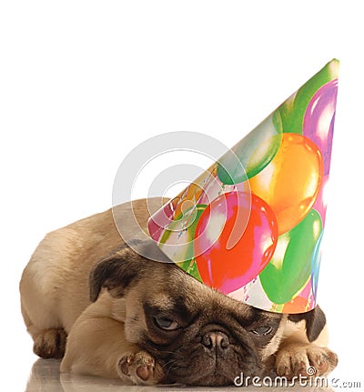 pug puppies wallpaper. funny birthday hat funny birthday hat pink girl dresses