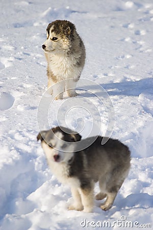 Golden Retriever Puppies In The Snow. golden retriever puppies
