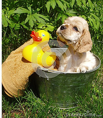 puppy-bath-time-thumb843659.jpg