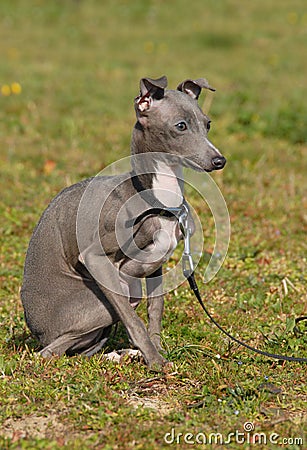 Italian Greyhound Puppies on Free Stock Images  Puppy Purebred Italian Greyhound  Image  8707039