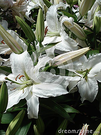 white tiger lilies. PURE WHITE TIGER LILIES
