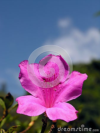 Picturelily Flower on Purple Lily Flower Outdoors Royalty Free Stock Photo   Image  744315