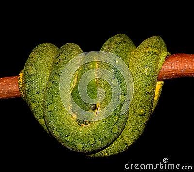 Stock Photo: Python Green tree snake. Image: 7562280