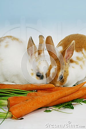 Stock Photo: Rabbits eating carrots
