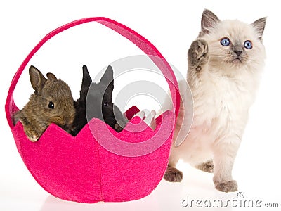 bunnies and kittens. kitten with Easter unnies