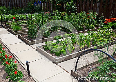 Raised Beds Gardening on Raised Vegetable Garden Beds Stock Photography   Image  10157202