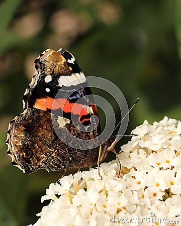 Stock Images: Red Admiral butterfly. Image: 15823024