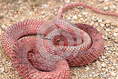 Stock Photography: Red Coachwhip Snake. Image: 3461122