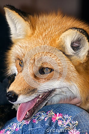 Fox Profile View