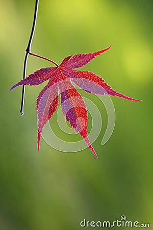 red japanese maple leaves. red japanese maple leaves. red
