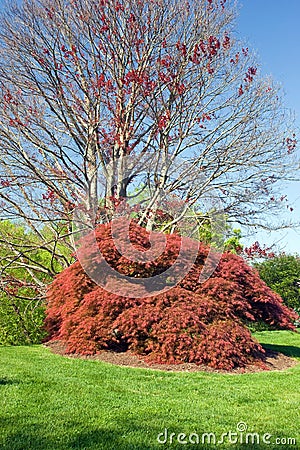 japanese maple tree types. japanese maple tree pictures.