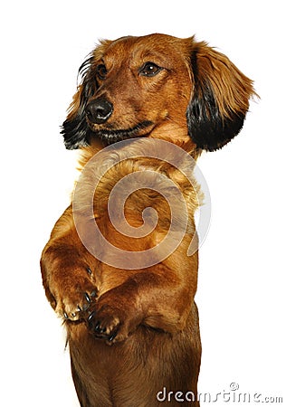 long haired dachshund pictures. RED LONG-HAIRED DACHSHUND