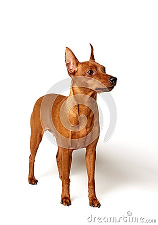 pinscher marrón perros