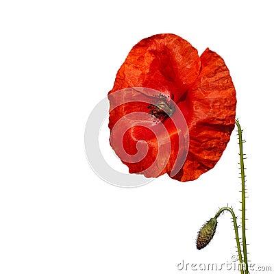 Picturepoppy Flower on Red Poppy Flower Royalty Free Stock Images   Image  11743049