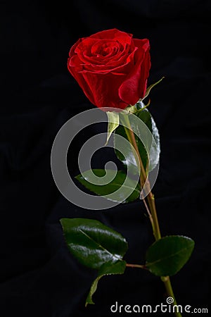 red rose flower background. RED ROSE FLOWER ON BLACK