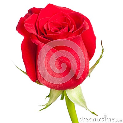 Love Flower Picture on Red Rose Flower Royalty Free Stock Images   Image  16757199
