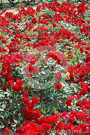 derrick rose ugly_03. RED ROSE Flower Garden NR